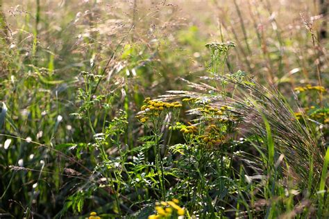 Common tansy - University of Minnesota