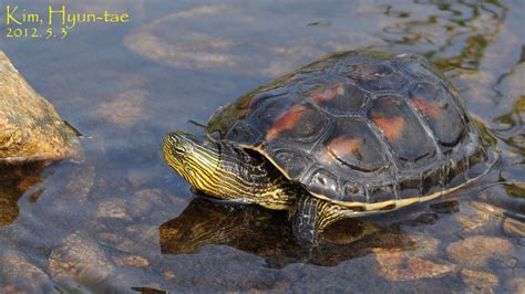 Common thread turtle (Turtles and Tortoises of Taiwan)