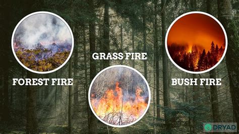 Common wildfire terms and what they mean, per the Texas A&M Forest Service