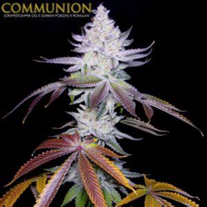 Communion strain. Things To Know About Communion strain. 