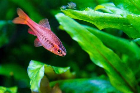 Community aquarium fish combinations.  Feb 20, 2026 · Cherry Barbs, Harle...