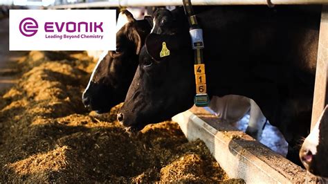 Como Mepron® pode beneficiar sua fazenda Evonik - YouTube