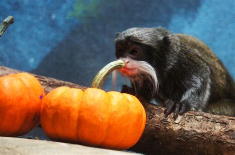 Como Zoo to host hourly pumpkin ‘smash’ on Tuesday