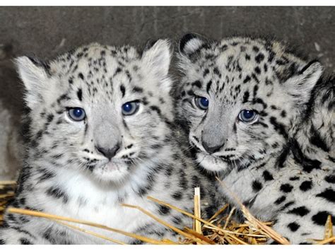 Como Zoo welcomes newborn snow leopard cub
