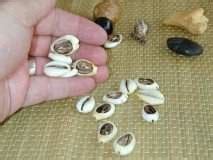 Como cortar los caracoles del diloggun. .  <a href=https://app.climata...