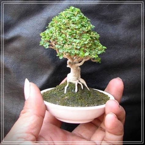 Como hacer arboles miniatura el bonsai artificial. - Maintenance manual piaggio scooter fly 50.