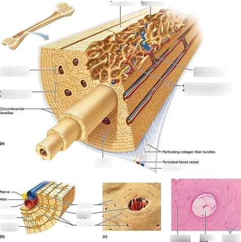 Compact Bone Diagram Microscope / D, Science and Compact on Pinterest