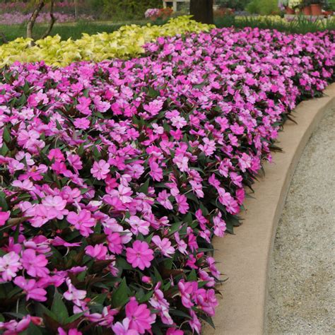 Compact sunpatiens