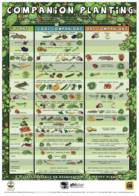 Companion Plants Chart For Vegetables