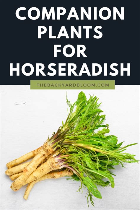 Companion Plants For Horseradish and What Not To Grow With Horseradish