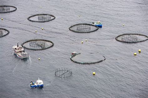 Company Profiles - Latest seafood, aquaculture and fisheries news ...