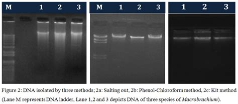 Comparative Account of DNA Extraction Protocols in Some Fresh …