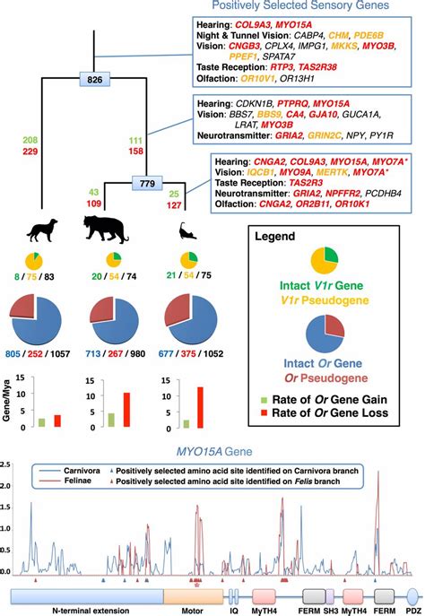 Comparative analysis of the domestic cat genome reveals genetic signatures underlying feline biology and domestication - PMC