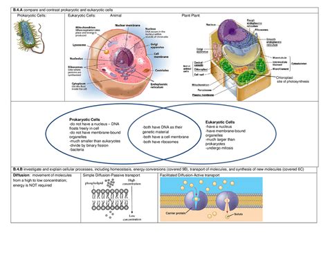 Compare a prokaryotic cell with a eukaryotic cell contrasting.  Components of Prok...