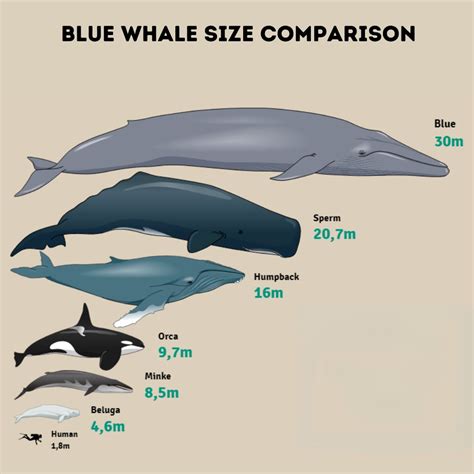 Compare blue whale size. 