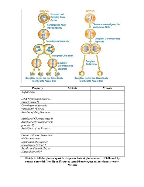 Comparing mitosis and meiosis study guide answers. - Study guide to accompany essentials of pathophysiology.