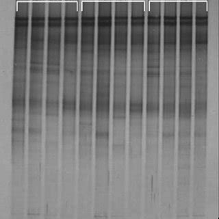 Comparison of Butyrivibrio