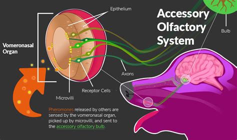 Comparison of the canine and human olfactory receptor …