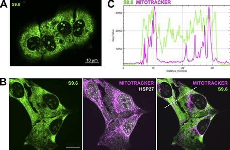 Comparison of the cytological distributions of mitochondria and S9…