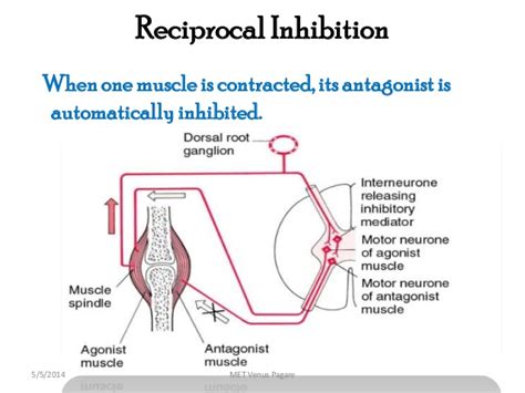 Comparison of the inhibition of the relaxation activity of …