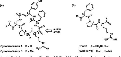 Comparison of the structures of the cyclotheonamide A …