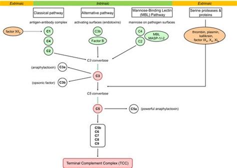 Complement System - Physiopedia