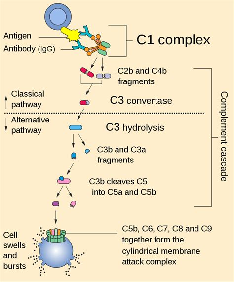 Complement component 3 deficiency - NIH Genetic Testing …