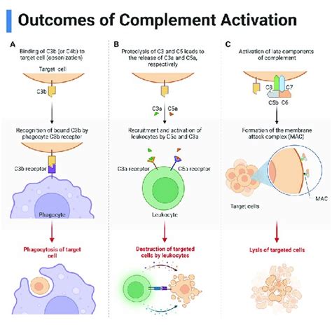 Complement component 3 is a prognostic factor of non‑small cell …