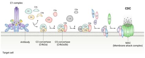 ComplementDependent Cytotoxicity (CDC) Creative Bioarray CellAssay