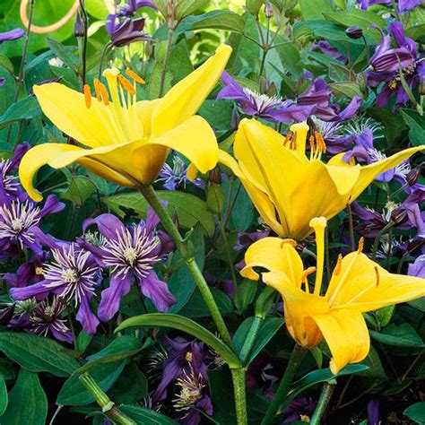 Complementary Flower Combos in Purple and Yellow - Better Homes & Gardens