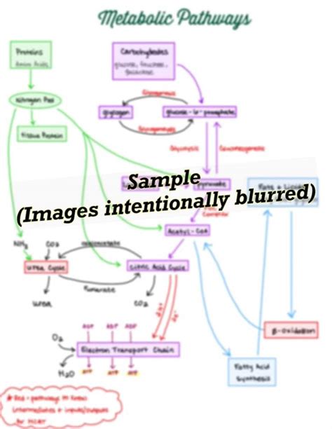 Complete Biochemical/metabolic Pathway Study Notes for MCAT Etsy