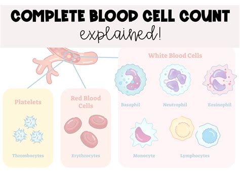 Complete Blood Cell CBC Count With Differential Explanation Study Guide