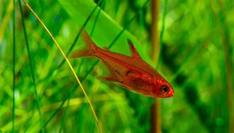 Complete Guide To Ember Tetras - Great For Everyone