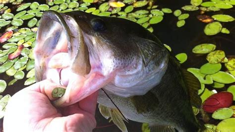 Complete Guide To Fishing In Palatka Fl - Bass Online