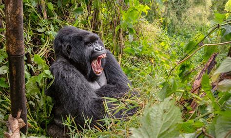 Complete Guide to Gorilla Trekking in Africa