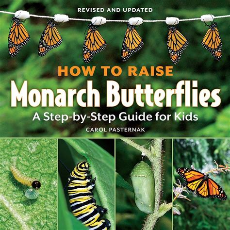 Complete guide: How to raise Monarch butterfly …