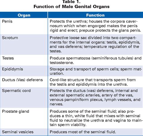 Complete the table listing the functions of male reproductive structures.. Things To Know About Complete the table listing the functions of male reproductive structures.. 