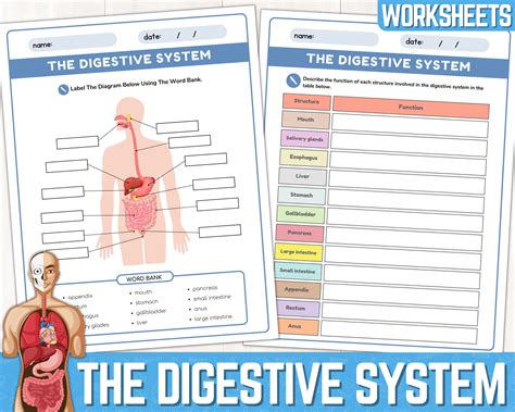 Complete the worksheet about the digestive system. Digestive System