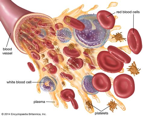 Composition of Blood and its Functions Plasma and Corpuscles