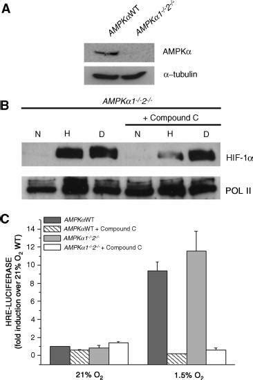 Compound C inhibits hypoxic activation of HIF-1 independent of AMPK …