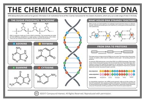 Compound Interest The Chemical Structure of DNA