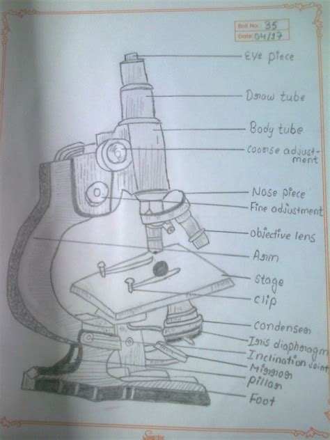 Compound Microscope Sketch at Explore collection