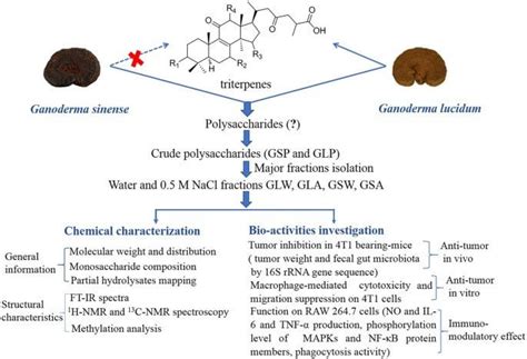 Comprehensive comparison of polysaccharides from Ganoderma lucidum. 