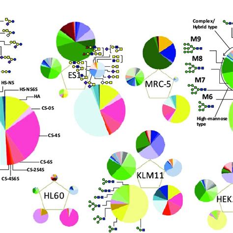 Comprehensive structural glycomic characterization of the