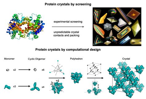 Computational design of a protein crystal. - genscript.com