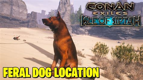 Conan exiles feral dog pup location. There are 7 named dogs in the game: Apollo, Aries, Brutus, Koji, Sigrid, Oskar and Thor. As you can see from the picture, they look exactly like Greater Feral Dogs + they will have similar start attributes. Each Named dog has hidden static perks which will pop up once they reach a corresponding level. There is no tip or any kind of indication ... 