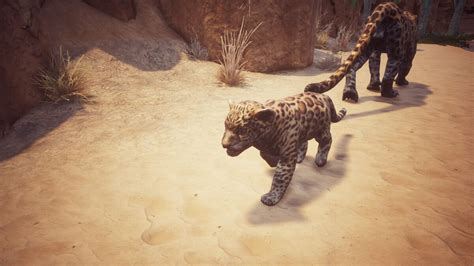 Conan exiles jaguar cub. Description. The corrupting influence of dark magic is nearly impossible to contain and often harms the innocent as well as those who call upon it. This poor creature bears the mark of such malign interference and no longer has a place in the natural world. At best, others of its kind shun it entirely or perceive it as an abomination to be ... 