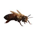 do queen bees have a new source? ive been harvestin