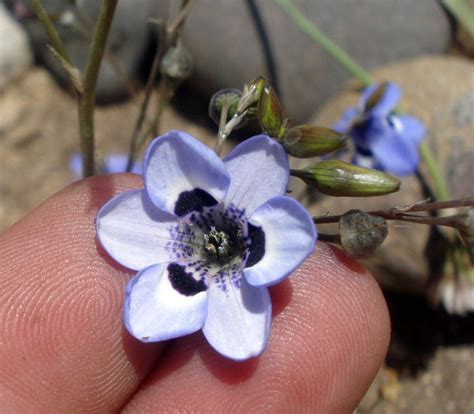 Conanthera - Wikispecies