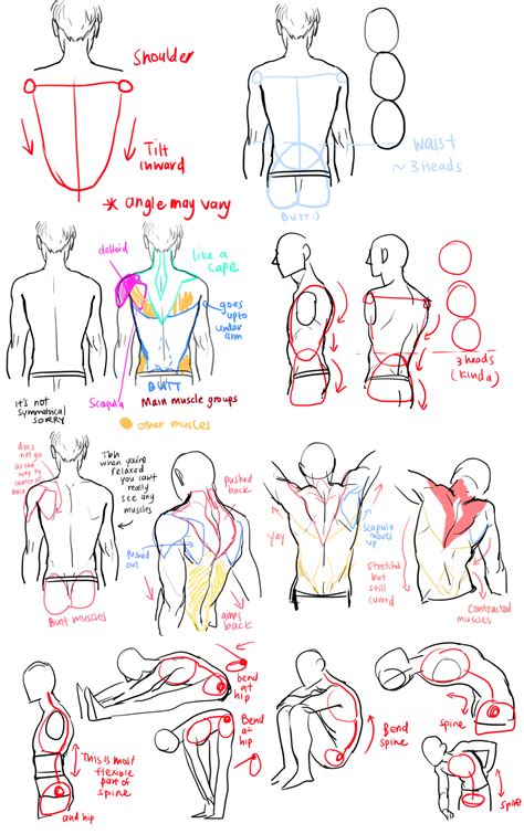 Concept 40+ Anatomy Drawing Exercises